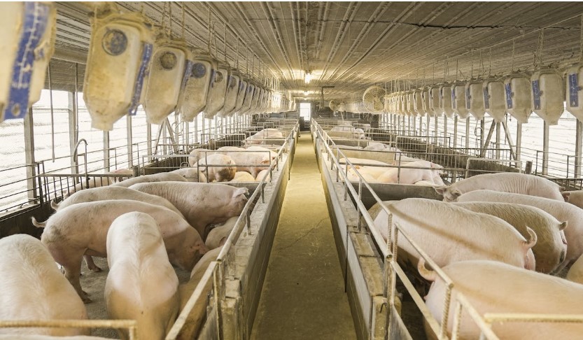 A well-structured pig shed