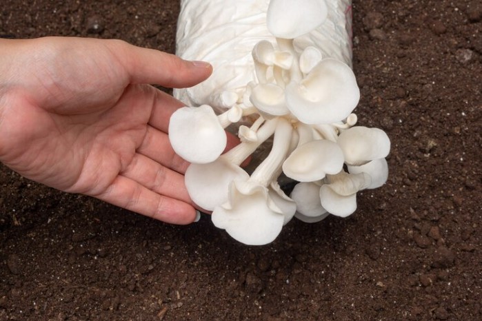 The oyster mushroom