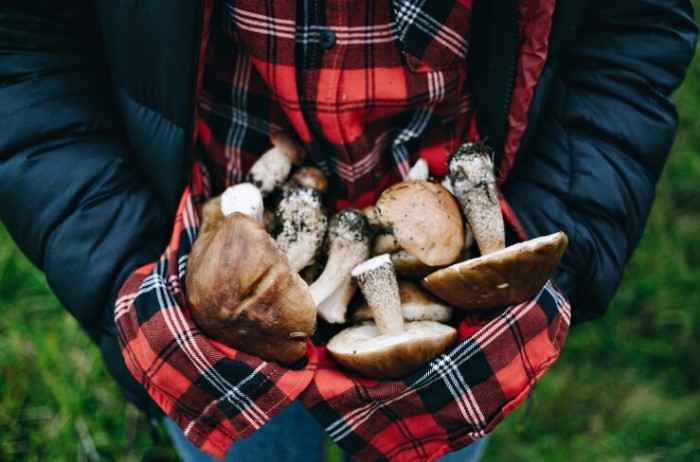 Freshly harvested mushrooms