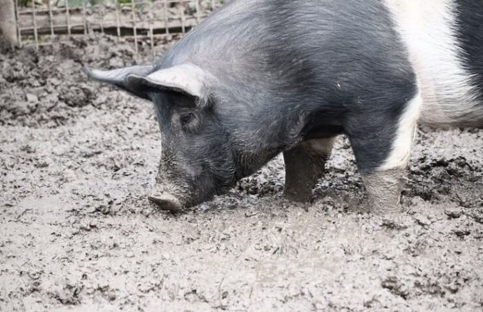 A Hampshire pig breed
