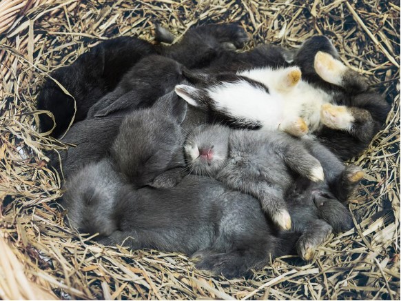 Bunnies sleeping under the sun
