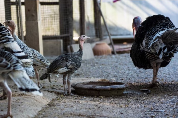Turkey feeding area on a farm
