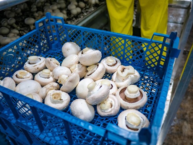 Mushroom in a crate for transporation