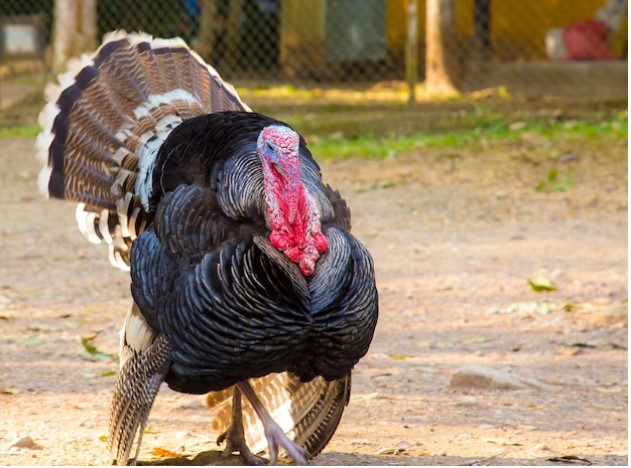 A male turkey outside a farm