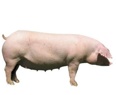 A Landrace pig