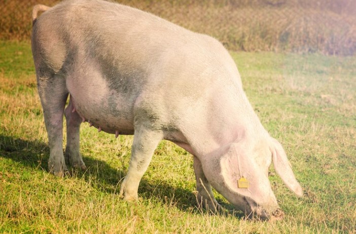 A Large White pig breed