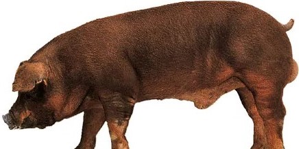 A Duroc Jersey pig
