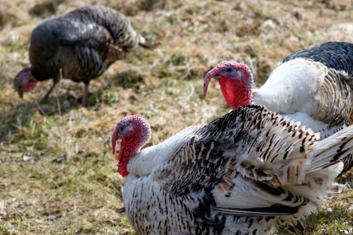 Different turkey breeds grazing