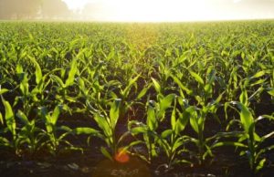 Maize farming business to start with 50,000 