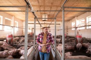 How to start pig farming in Kenya