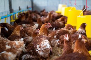 Poultry farming in Kenya