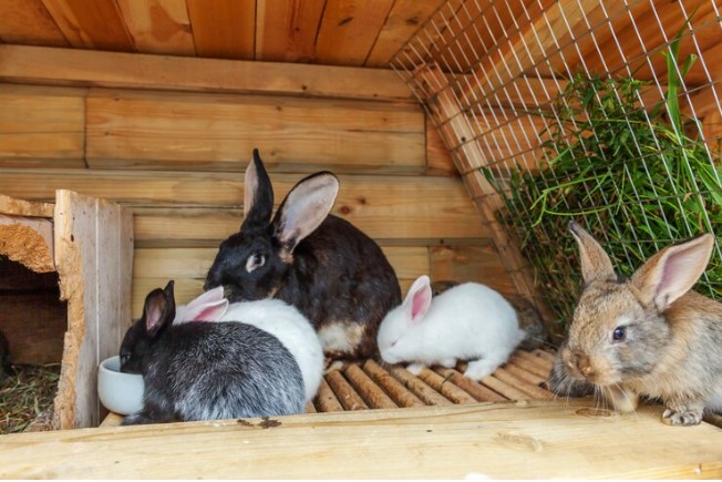 How To Start Rabbit Farming In Kenya In 2023: (Expert Tips!)